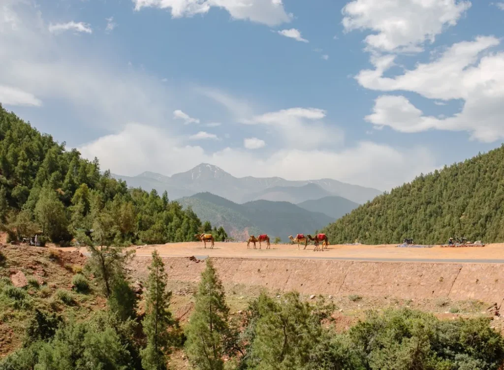 Lets go for a camel ride ourika Valley